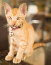 Cute shorthair kitten with collar and bell, Thailand Royalty Free Stock Photo