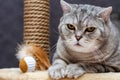 Cute shorthair scottish striped cat looking at camera Royalty Free Stock Photo