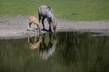 Cute shot of animals drinking water from a green lake in the middle of a forest Royalty Free Stock Photo