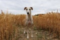 Cute shot of a brown dog standing in the middle of a wheat field during a cloudy day