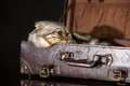 Cute shot of a cat lying in the baggage looking to the left