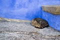 Cute shot of a Domestic short-haired cat sleeping in the corner
