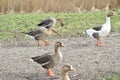 A gaggle of Canadian geese walking along a footpath beside a canal in Grave, Netherlands