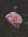 Cute shot of a lovely rose Ã°Å¸ÅÂ¹