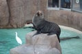 Cute shot of a sea seal taken in San Diego zoo