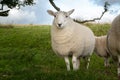 Cute shot of a sheep standing in the middle of a greenfield