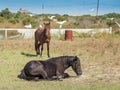 Cute shot of two horses in a farm on a sunny day