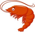Cute shrimp cartoon Royalty Free Stock Photo