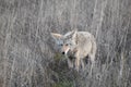 Cute Shy Coyote In Northern California Wetlands High Quality Royalty Free Stock Photo