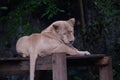 Cute shy lioness & x28;Panthera leo& x29; in the zoo