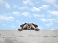 Shy peekaboo pug puppy dog peeking, with paws on wooden fence banner, with blue sky background