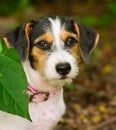 Puppy Dog Shy Vertical Royalty Free Stock Photo