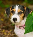 Puppy Dog Shy Vertical Royalty Free Stock Photo