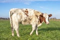 Cute shy white and red dairy cow stands upright in a meadow, full body, blue sky, green grass Royalty Free Stock Photo
