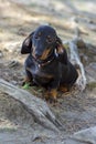 Cute and shy wire-haired miniature dachshund puppy posing for the photographer Royalty Free Stock Photo