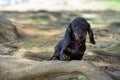 Cute and shy wire-haired miniature dachshund puppy posing for the photographer Royalty Free Stock Photo