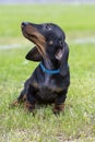 Cute and shy wire-haired miniature dachshund puppy posing for the photographer Royalty Free Stock Photo