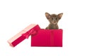 Cute siamese baby cat in a pink gift box Royalty Free Stock Photo