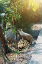 Cute Siamese cat enjoy and jumping on the tree with natural in garden