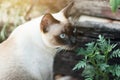 Cute Siamese cat enjoy and sit on concrete floor with natural in garden