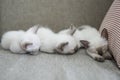 Cute Siamese cat kittens