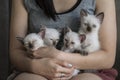 Cute Siamese cat kittens