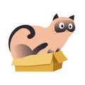 Cute Siamese Cat Sitting In A Cardboard Box