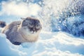 Cute Siamese Cat walking in the snow