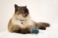 Cute Siamese cat yawning near mouse toy, showing his teeth and tongue