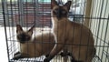 cute siamese cats pets kitten