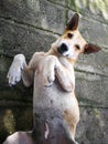 cute Siamese dog  inside way Royalty Free Stock Photo