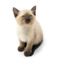 Cute siamese kitten