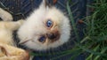 Cute siamese kitten with blue eyes looking up Royalty Free Stock Photo