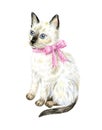 Cute Siamese kitten with blue eyes and pink bow Royalty Free Stock Photo