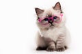 Cute Siamese kitten with blue eyes in pink glasses.