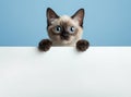 Cute Siamese kitten with bright blue eyes hanging over a white poster with empty space. Generative AI Royalty Free Stock Photo