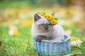 Cute Siamese kitten seated in a basket on a green lawn