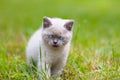 Cute siamese kitten Royalty Free Stock Photo