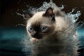 Cute Siamese kitten playing in water puddle