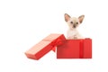 Cute siamese kitten in a red gift box Royalty Free Stock Photo