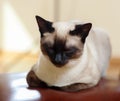 Cute Siamese kitten Royalty Free Stock Photo