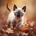 Cute Baby Siamese Kitten In A Bright Autumn Fall Landscape With Golden Leaves