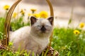 Siamese kitten sitting in a basket Royalty Free Stock Photo