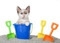 Siamese kitten on kitty litter beach, isolated