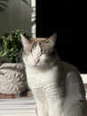 White cat sunbathing at home