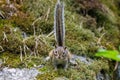 Cute chipmunk at Terrenkur Old mill health trail along the Belokurikha river Royalty Free Stock Photo