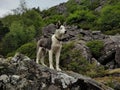Cute Siberian Husky, Canis lupus familiaris standing on a rock in the nature Royalty Free Stock Photo