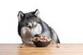 Cute Siberian Husky Dog Enjoy Having Bowl Of Pet Food