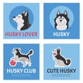 Cute siberian husky dog posters set, cartoon flat vector illustrations. Royalty Free Stock Photo