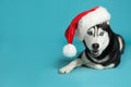 Cute Siberian Husky dog in Santa hat on blue. Space for text Royalty Free Stock Photo